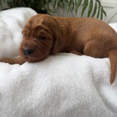 Light purple girl - Chestnut female Irish Setter puppy in West Haven, Utah from McClellan Setters