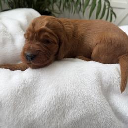 Light purple girl - Chestnut female Irish Setter puppy in West Haven, Utah from McClellan Setters