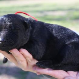 Preacher - Sable male German Shepherd puppy in Ratcliff, Arkansas from Ridgeline Shepherds