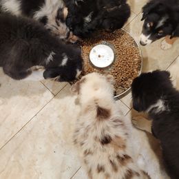 Australian Shepherd Puppies from Winsome Aussies