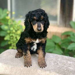 Poodle Puppies from Royal Ridge Poodles