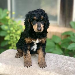 Poodle Puppies from Royal Ridge Poodles
