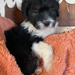Aussiedoodle All Grown Up from Mini AussieDoodles on Meadow Lane