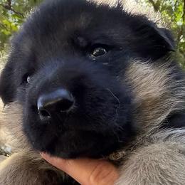 Ursus Titan - Black and red male German Shepherd puppy in Marianna, Florida from Haus M Godwin