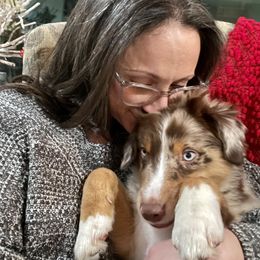 Australian Shepherd and Miniature Australian Shepherd Puppies from Integrity Aussies Tx