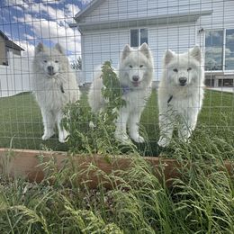 Samoyed All Grown Up from Marissa Wheeler