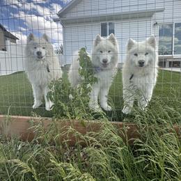 Samoyed All Grown Up from Marissa Wheeler
