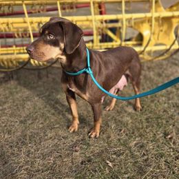 Penny - Catahoula Leopard Dog