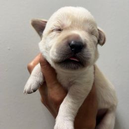 Male Pick Number 6 - Yellow male Labrador Retriever puppy in Husser, Louisiana from Kristen