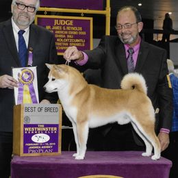 Charlie - Shiba Inu