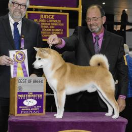 Charlie - Shiba Inu