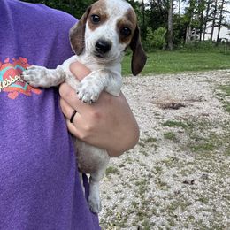 Dachshund Puppies from Krazy Acre Farm