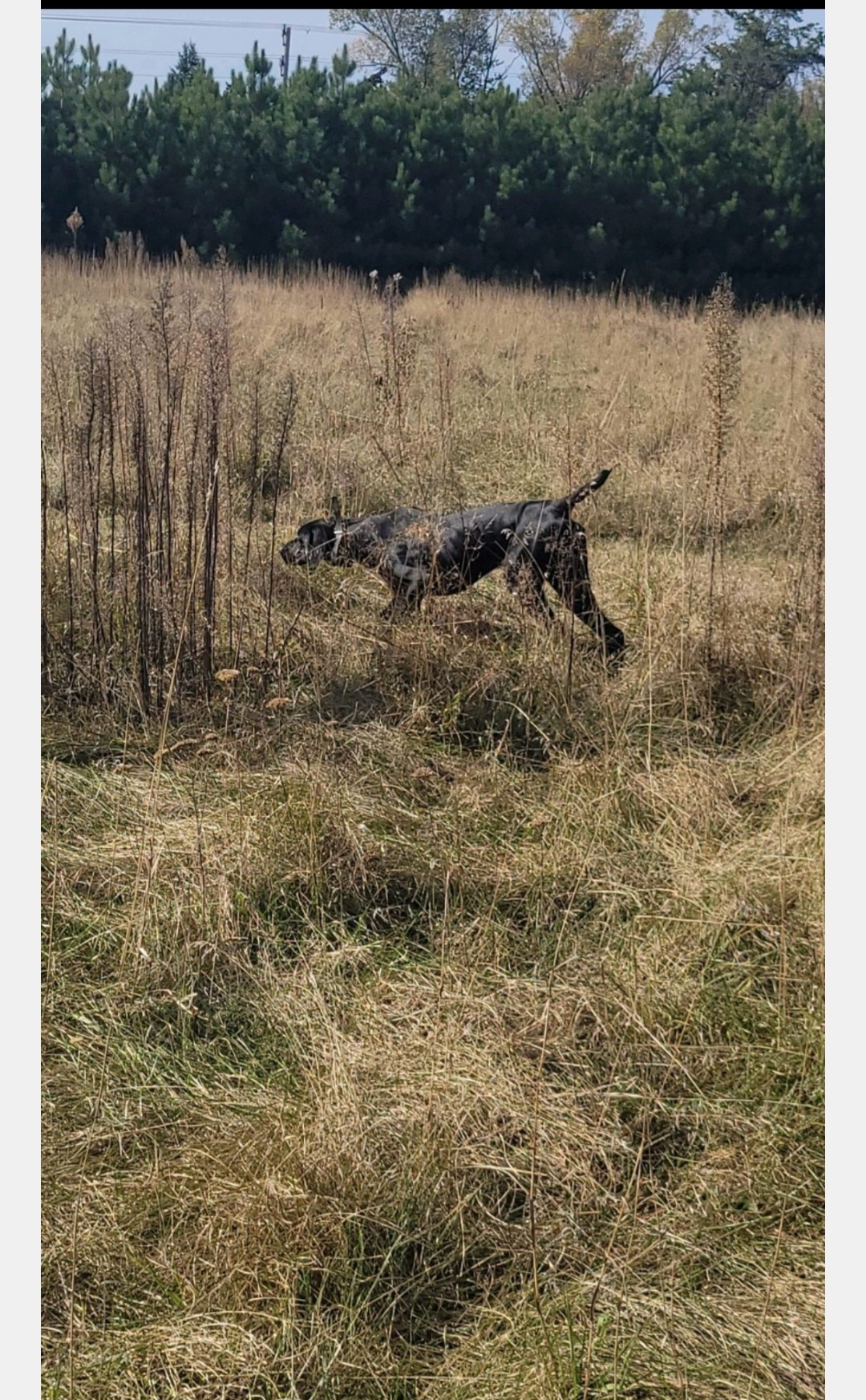Emmy - German Shorthaired Pointer