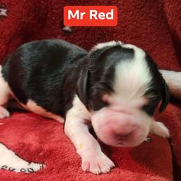 Mr Red - Black white and tan male English Springer Spaniel puppy in Montville, Connecticut from Hillside Springs Farm