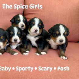 GIRL FIFTH PICK - Black rust and white female Bernese Mountain Dog puppy in Montrose, Michigan from Royal Bernese Mountain Dogs LLC