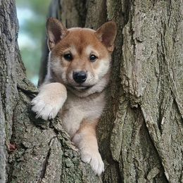 Archie - Red male Shiba Inu puppy in Carpentersville, Illinois from Veronika's Shiba Inus