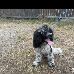 AKC Mobie - Parti male Poodle puppy in Holiday, Florida from In the Name of Fluff