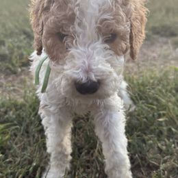 Ember - White female Poodle puppy in Waterloo, Illinois from Dreamy Doodles