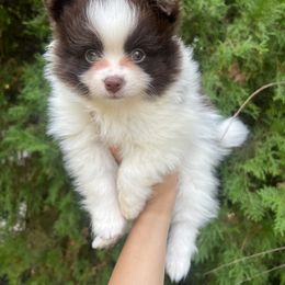 Boy 1 - Tri-colored Pomeranian puppy in Muskogee, Oklahoma from Wonderlust Pomeranians
