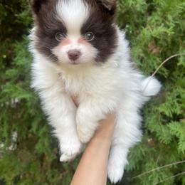 Boy 1 - Tri-colored Pomeranian puppy in Muskogee, Oklahoma from Wonderlust Pomeranians