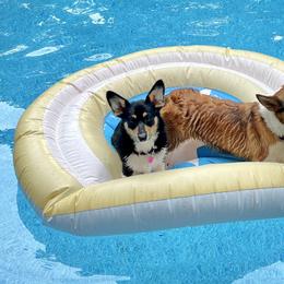 Boy 1 - Black and tan male Pembroke Welsh Corgi puppy in Sparta, New Jersey from CrestCottage Corgis