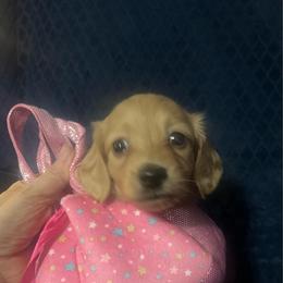 Blossom AKC - Cream female Dachshund puppy in New Waverly, Texas from Corgie & Cream Paradise