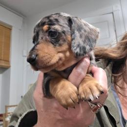 Fancy's black and tan dapple smooth girl - Dapple female Dachshund puppy in Declo, Idaho from Dozendachs