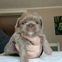 Sunshine - Lilac female Shih Tzu puppy in Brodnax, Virginia from KB's