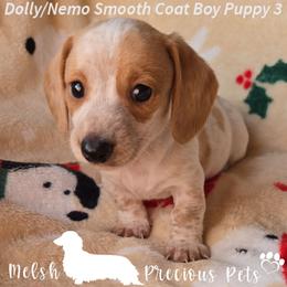 Puppy 3 by Birth order (Boy 2) - Piebald male Dachshund puppy in Anamosa, Iowa from Melsh Precious Pets