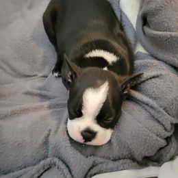 Boston Terrier All Grown Up from Remington's Chocolate Kisses
