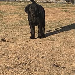 Labrador Retriever Puppies from Cozy Acres Farm Labradors