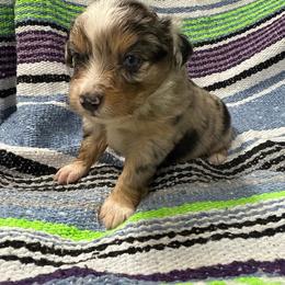Muffin - Blue merle female Miniature Australian Shepherd puppy in Mount Airy, Georgia from North Georgia Gems