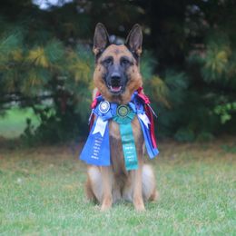 German Shepherd Puppies from Vom Musselman