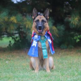 German Shepherd Puppies from Vom Musselman