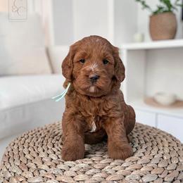 Lavender - Red  female Goldendoodle puppy in Madisonville, Kentucky from Carlie and Co. Goldendoodles