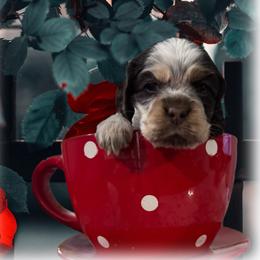 (Frenchie) Sophie - Brown roan and tan female Cocker Spaniel puppy in Texarkana, Texas from K&M Cocker Spaniels