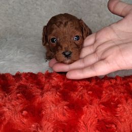 Honey (F1b) - Brown female Cavapoo puppy in Centerton, Arkansas from Velvet Paws Cavapoos