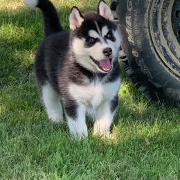 Siberian Husky Puppies from Homegrown Huskies