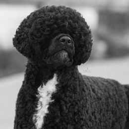 Portuguese Water Dogs from Ark Angel PWDs