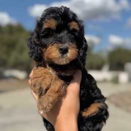 Malibu - Phantom female Bernedoodle puppy in Modesto, California from Central Valley Canine Companions