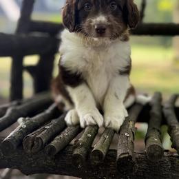 Bordoodle Puppies from Borders of Eby Eden