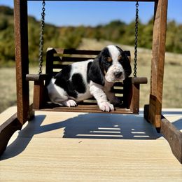 Mickey - Black and white male Basset Hound puppy in Bellaire, Ohio from Blessed Bassets
