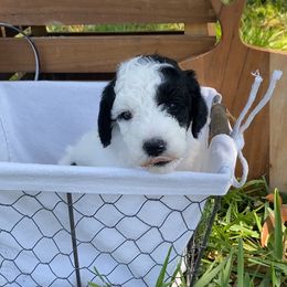 Sheepadoodle Puppies from Primrose Cottage Puppies