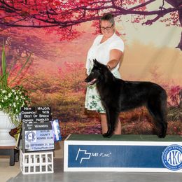 Miz - Belgian Sheepdog