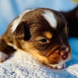 Scout - Red tri male Miniature Australian Shepherd puppy in Hempstead, Texas from Young Gun Aussies