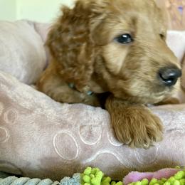 Goldendoodle Puppies from Joanna Wise