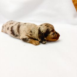 Oakley - Dapple female Dachshund puppy in Richland, Missouri from Lucky B Dachshund’s