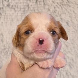 True - Blenheim male Cavalier King Charles Spaniel puppy in Stilwell, Oklahoma from Love Bug Cavaliers
