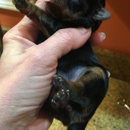 Yorkshire Terrier Puppies from Chestnut Yorkies