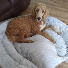 Lexi - Poodle